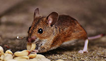 24 Hour & Emergency Exterminators in Center Grove, AR